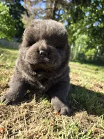 Baloo, a male Chow Chow for sale in Stayton, OR – 3 of 5