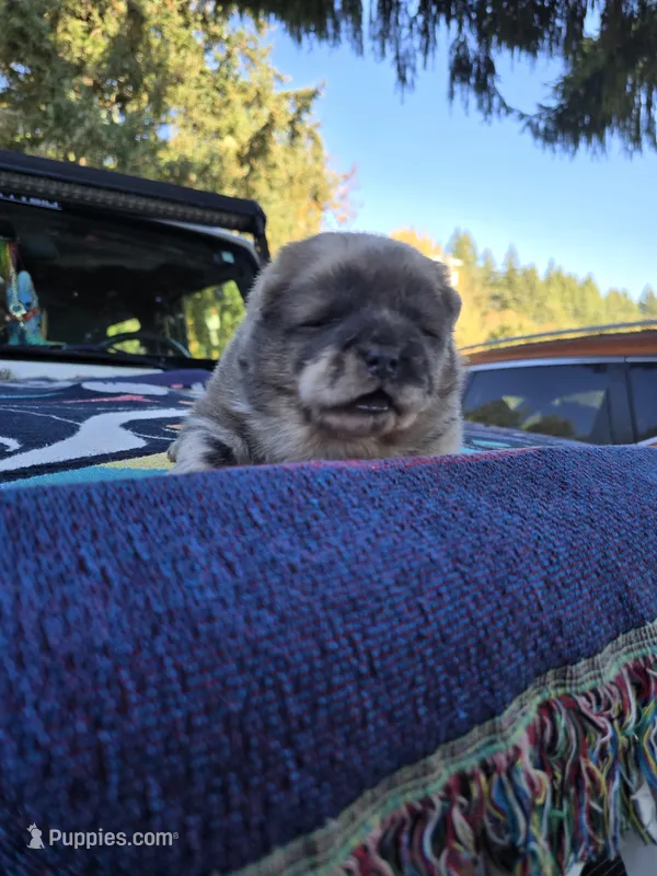 Delta – Chow Chow puppy for sale in Stayton, OR