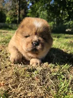 Red, a male Chow Chow for sale in Stayton, OR – 7 of 7
