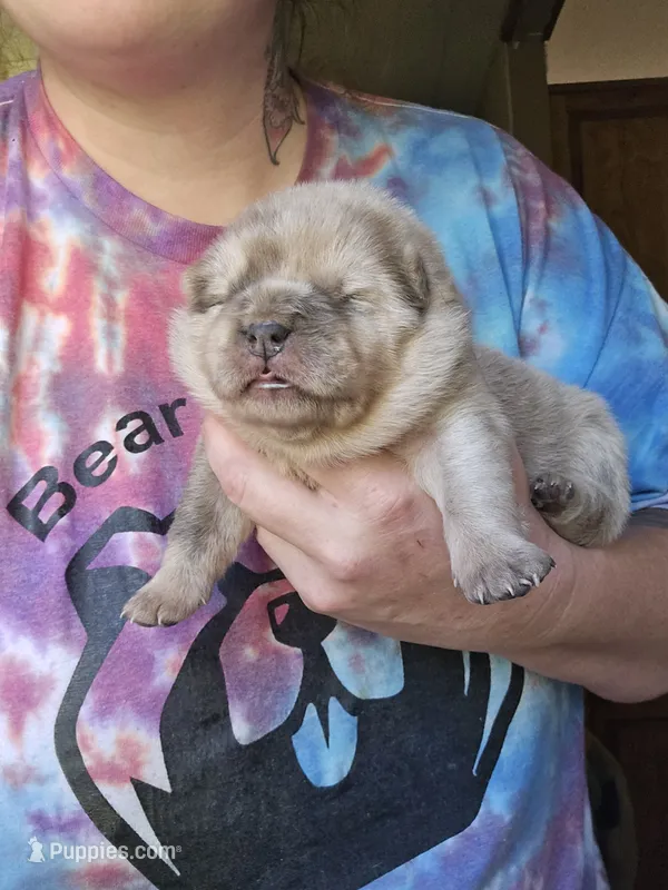 Rain – Chow Chow puppy for sale in Stayton, OR