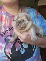 Rain, a female Chow Chow for sale in Stayton, OR – 1 of 2