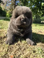 Baloo, a male Chow Chow for sale in Stayton, OR – 2 of 5
