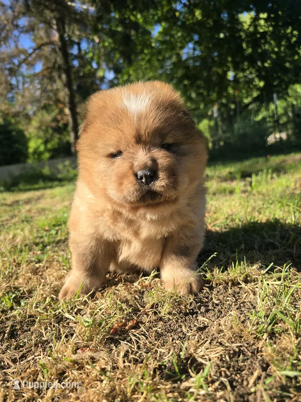 Red – Chow Chow puppy for sale in Stayton, OR