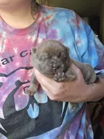 Angel , a female Chow Chow for sale in Stayton, OR – 2 of 2