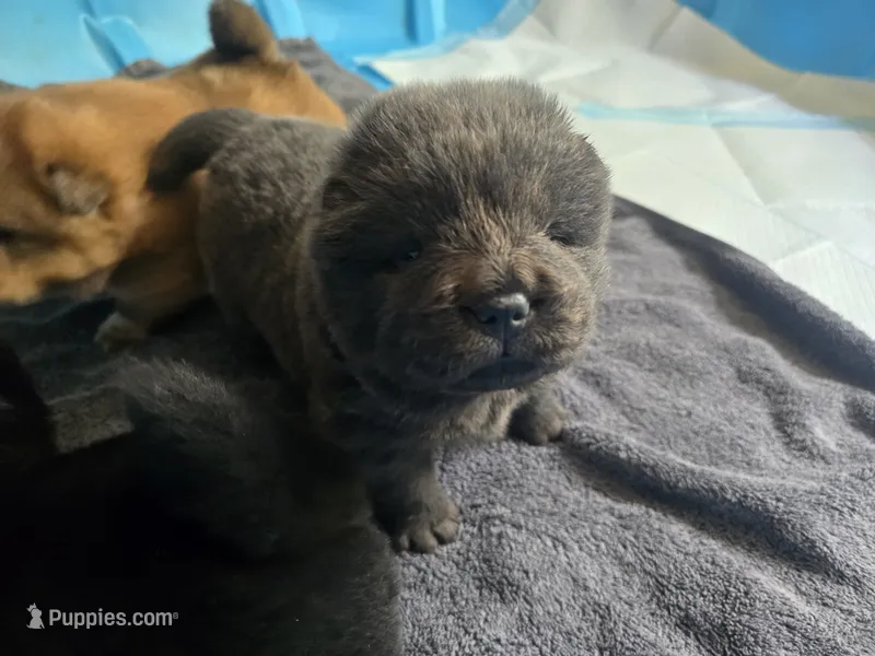 Baloo – Chow Chow puppy for sale in Stayton, OR