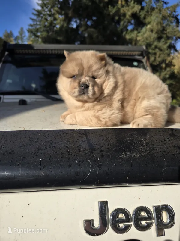 Rain – Chow Chow puppy for sale in Stayton, OR