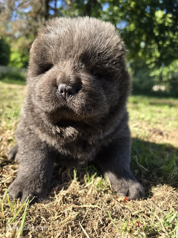 Baloo – Chow Chow puppy for sale in Stayton, OR