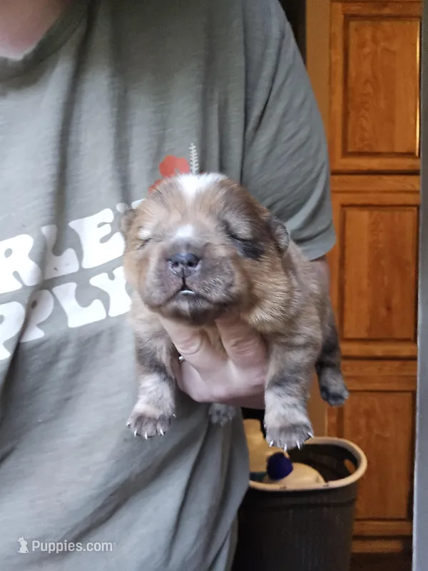 Red – Chow Chow puppy for sale in Stayton, OR