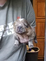 Red, a male Chow Chow for sale in Stayton, OR – 3 of 7