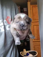 Red, a male Chow Chow for sale in Stayton, OR – 6 of 7