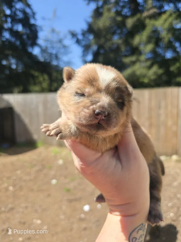 Red – Chow Chow puppy for sale in Stayton, OR