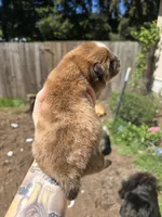 Red, a male Chow Chow for sale in Stayton, OR – Photo 2 of 2