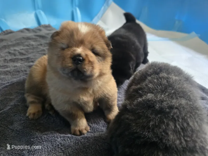 Red – Chow Chow puppy for sale in Stayton, OR