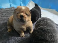 Red, a male Chow Chow for sale in Stayton, OR – 2 of 7