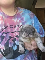 Delta, a female Chow Chow for sale in Stayton, OR – 1 of 2