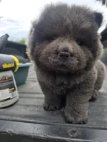Baloo, a male Chow Chow for sale in Stayton, OR – 1 of 6