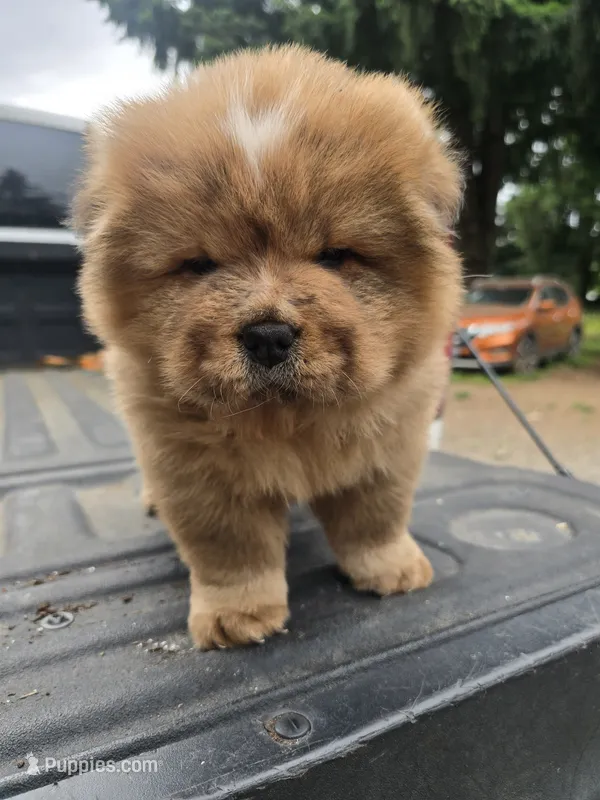 Red – Chow Chow puppy for sale in Stayton, OR