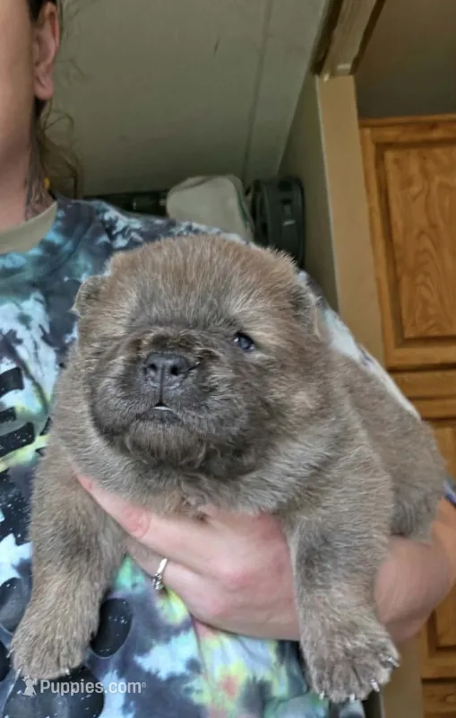 Angel  – Chow Chow puppy for sale in Stayton, OR