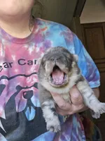 Delta, a female Chow Chow for sale in Stayton, OR – 2 of 2