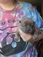 Angel , a female Chow Chow for sale in Stayton, OR – 1 of 2
