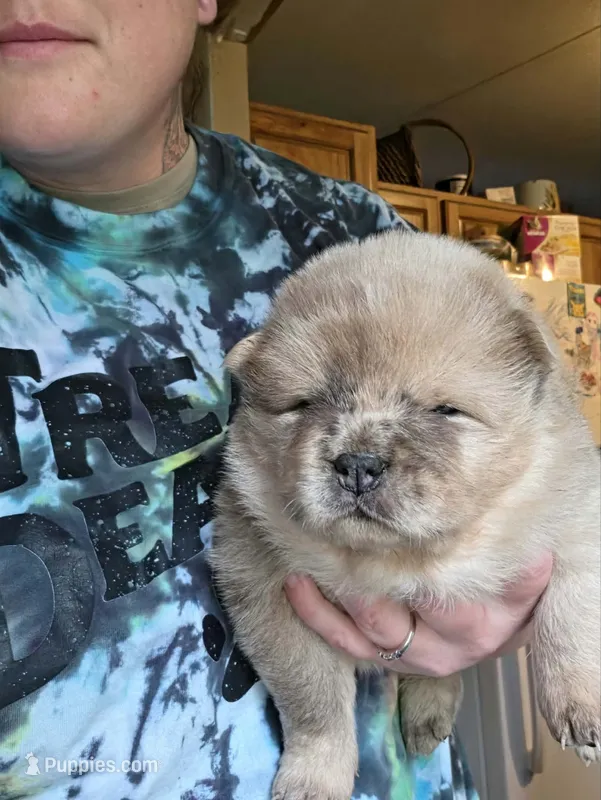 Rain – Chow Chow puppy for sale in Stayton, OR