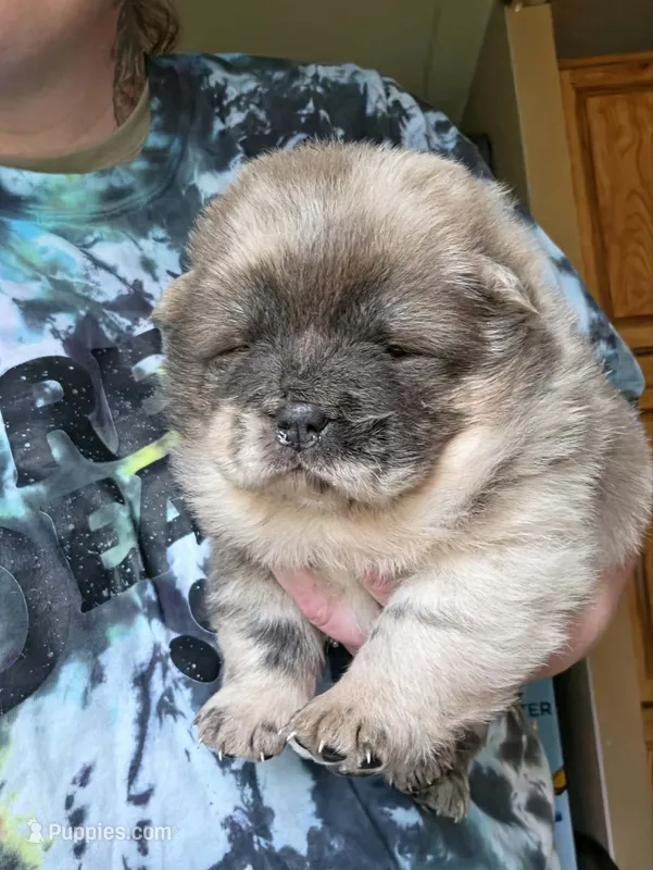 Delta – Chow Chow puppy for sale in Stayton, OR