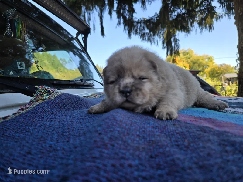 Rain – Chow Chow puppy for sale in Stayton, OR