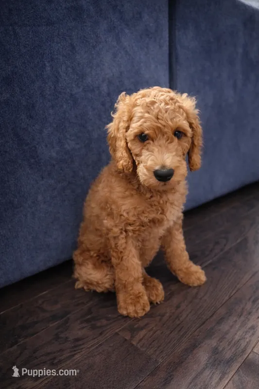 Harvest- dark blue collar