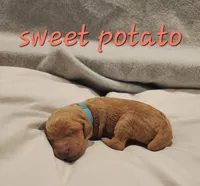 processed/656a4a50-64de-4021-a5d2-dd4345aac0c9/listing/4b3e603e-20c8-4f8c-aacb-2776ccc5fa64/ffea166f-97c4-48fc-9639-5e02c3f34fee