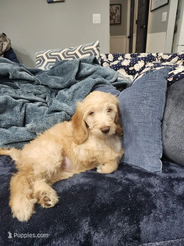 Stuffing- yellow collar