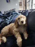 processed/656a4a50-64de-4021-a5d2-dd4345aac0c9/listing/e7f5ea18-a7e5-40df-9961-1addcc9899f7/8dd926e9-1983-4256-8196-dddb6df7b7d3