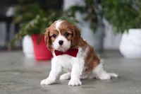 Shawn, a male Cavalier King Charles Spaniel for sale in Fresno, OH – 4 of 6