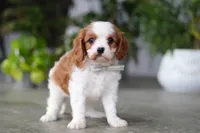 Maverick, a male Cavalier King Charles Spaniel for sale in Fresno, OH – 5 of 6