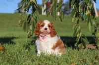 Lila, a female Cavalier King Charles Spaniel for sale in Fresno, OH – 9 of 10