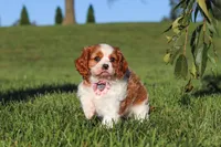 Lila, a female Cavalier King Charles Spaniel for sale in Fresno, OH – 6 of 10