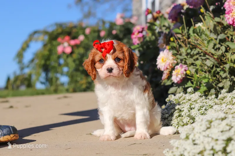 Maggie – Cavalier King Charles Spaniel puppy for sale in Fresno, OH
