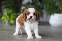 Maverick, a male Cavalier King Charles Spaniel for sale in Fresno, OH – 2 of 6