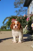 Maggie, a female Cavalier King Charles Spaniel for sale in Fresno, OH – 8 of 10