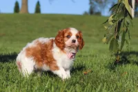 Lila, a female Cavalier King Charles Spaniel for sale in Fresno, OH – 2 of 10