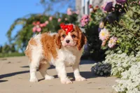 Maggie, a female Cavalier King Charles Spaniel for sale in Fresno, OH – 6 of 10