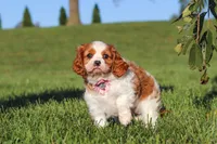 Lila, a female Cavalier King Charles Spaniel for sale in Fresno, OH – 4 of 10