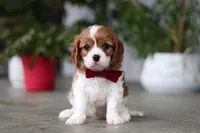 Shawn, a male Cavalier King Charles Spaniel for sale in Fresno, OH – 3 of 6