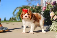 Maggie, a female Cavalier King Charles Spaniel for sale in Fresno, OH – 7 of 10