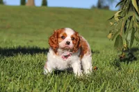 Lila, a female Cavalier King Charles Spaniel for sale in Fresno, OH – 3 of 10