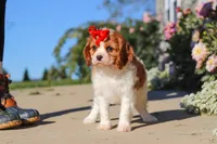 Maggie, a female Cavalier King Charles Spaniel for sale in Fresno, OH – 9 of 10