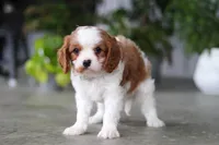 Maverick, a male Cavalier King Charles Spaniel for sale in Fresno, OH – 4 of 6