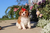 Maggie, a female Cavalier King Charles Spaniel for sale in Fresno, OH – 2 of 10