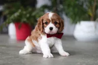 Shawn, a male Cavalier King Charles Spaniel for sale in Fresno, OH – 2 of 6