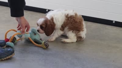 Lila, a female Cavalier King Charles Spaniel for sale in Fresno, OH – 10 of 10