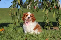 Lila, a female Cavalier King Charles Spaniel for sale in Fresno, OH – 7 of 10